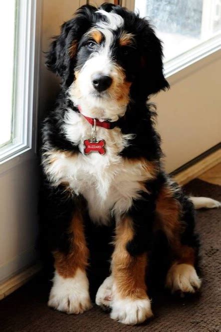  Bernedoodles tend to be a great addition to any family! Although the Bernedoodle is not currently recognized by the American Kennel Club, they are recognized by other dog registries